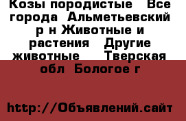 Козы породистые - Все города, Альметьевский р-н Животные и растения » Другие животные   . Тверская обл.,Бологое г.